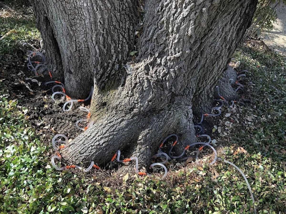 Detailed Tree Cabling and Bracing job site in Cisco
