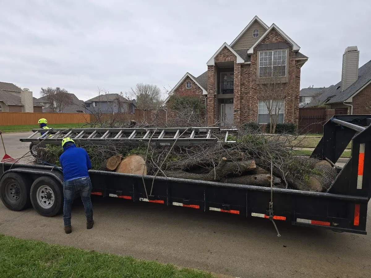 Expert Tree Pest Control with proper safety equipment in Cisco
